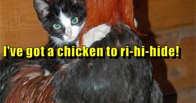"I've got a chicken to ri-hide!"