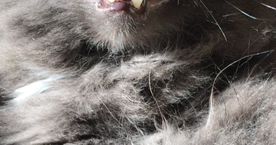 School Picture Day