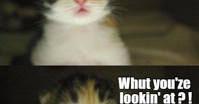 The little mew
