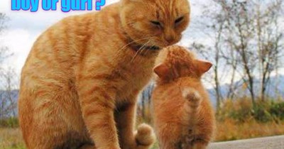 Inquisitive kits.