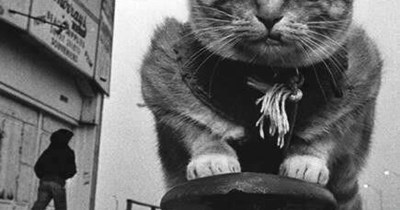Just a cat skateboarding