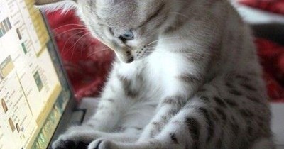 type with all paws