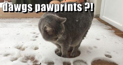 Can't believe this meowgic