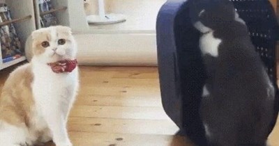 Hide and Seek
