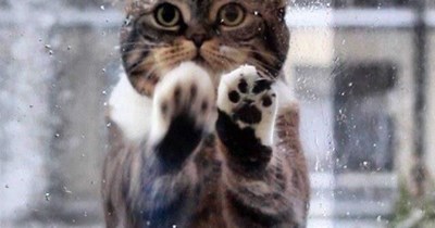 I'm the cat you let out onto the patio