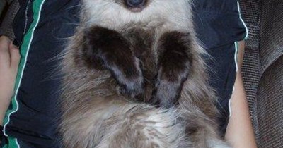 You know you're a cat person when...