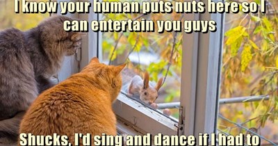 Your human puts nuts here