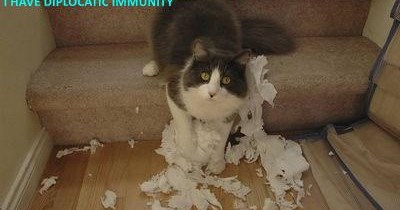 E-meow-nity