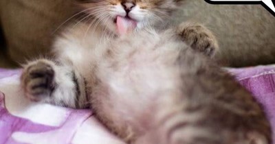 Cats have such creative ways of saying "no"
