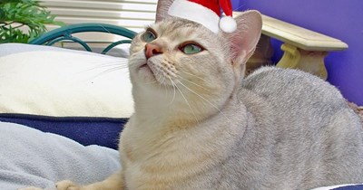 waiting for santa paws ...