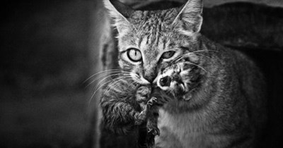 Mama Cat 101