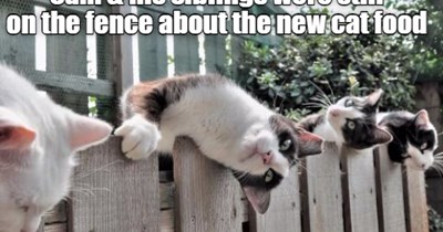 On the fence...