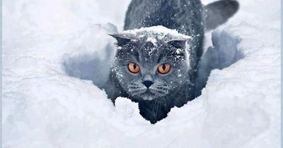 Mighty Arctic Hunter