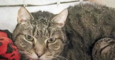 Tigger Got Adopted!