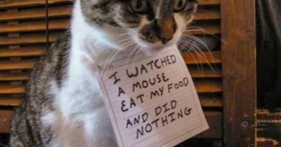 Mousy flavourd