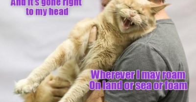 kitteh, you can't even