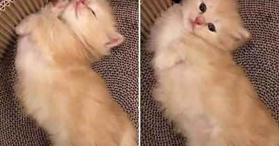 When the massager stops working