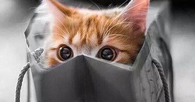 I think the store cat came with you.