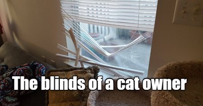 Where is the cat?!