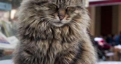 Cats are better at sleep standing than humans