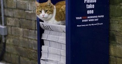 If you have tuna