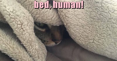 Has a Comfy
