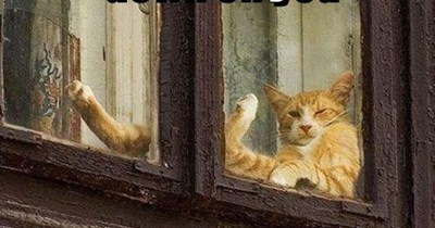 Cats, always looking down on you
