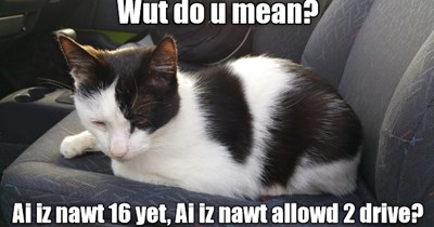 But teh Seat Iz So Comfy