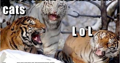 Feral feline friends