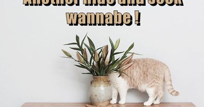 Hide & Seek