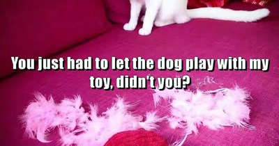 You just had to let the dog play with my toy, didn't you?