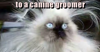A canine groomer