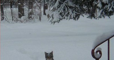 Oh, Canada...