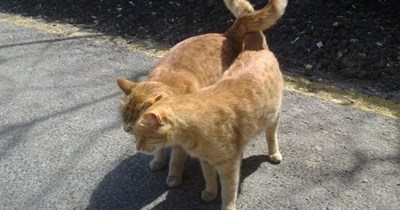 Love is in the air