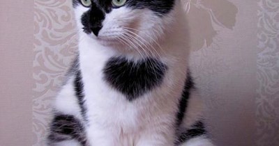 Valentine Cat