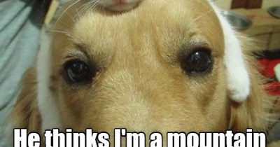 His thinking cat is on