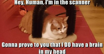 In the scanner