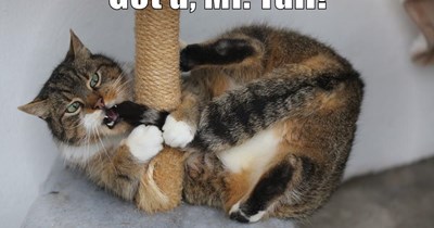 Got u, Mr. Tail!