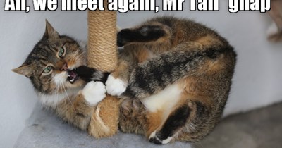 I named my tail James