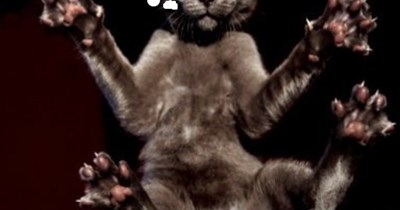 Determind Basement Cat is Determined. -  Snobral Fyte