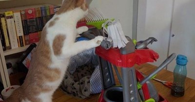 One over fussy cat