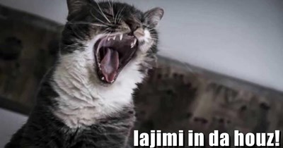 lajimi in da houz!