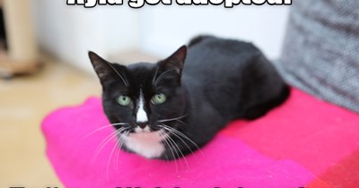 Ayla Got Adopted!