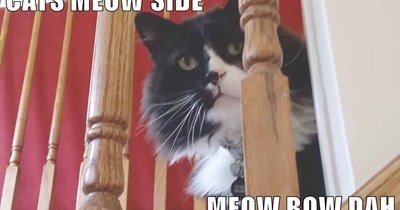 MEOW BOW DAH