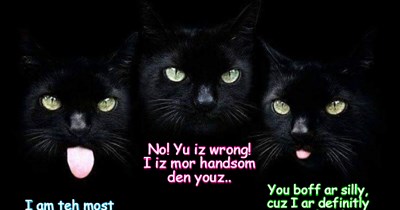 Three most handsome kitties!