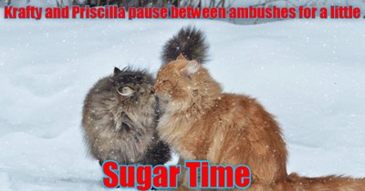 Sugar for my Sugar - Snobrawl Fyte