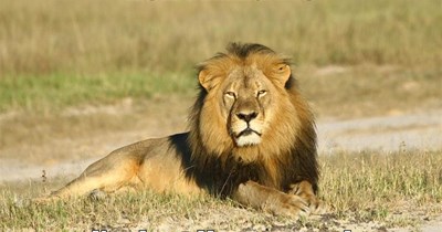 Just lion around