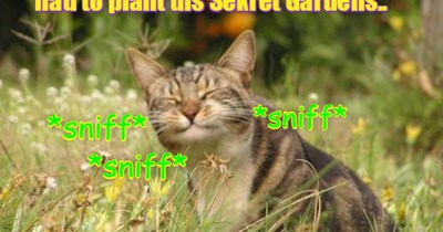 Mr. AllThumbs enjoys breething in teh sweet and eggsiting aromas ob teh powerful nip and teh "special flowers" from Feral Island dat are planted in hims Sekret Garden at KKPS..