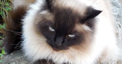 I don't suffer foolish humans gladly
