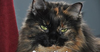 Sarcasticat